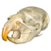 Real Vole Skull