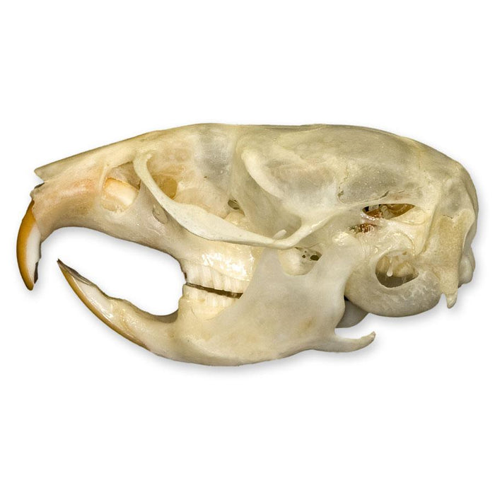 Real Vole Skull