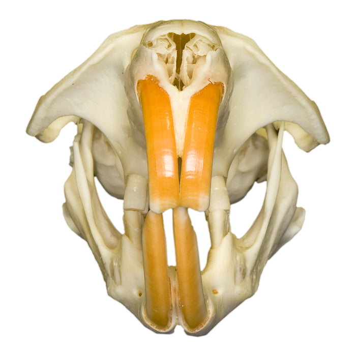 Real Muskrat Skull
