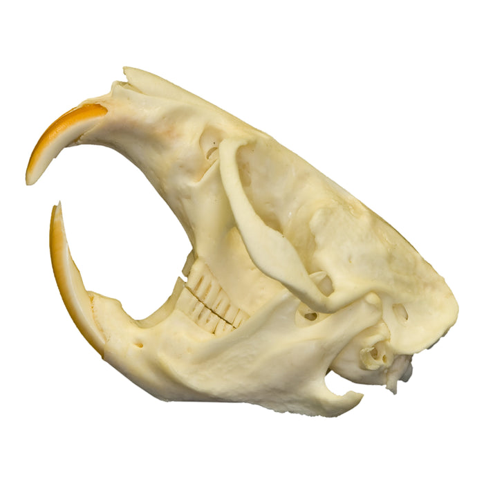 Real Muskrat Skull