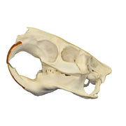 Real Nutria Skull