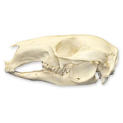 Real Red-necked Wallaby Skull