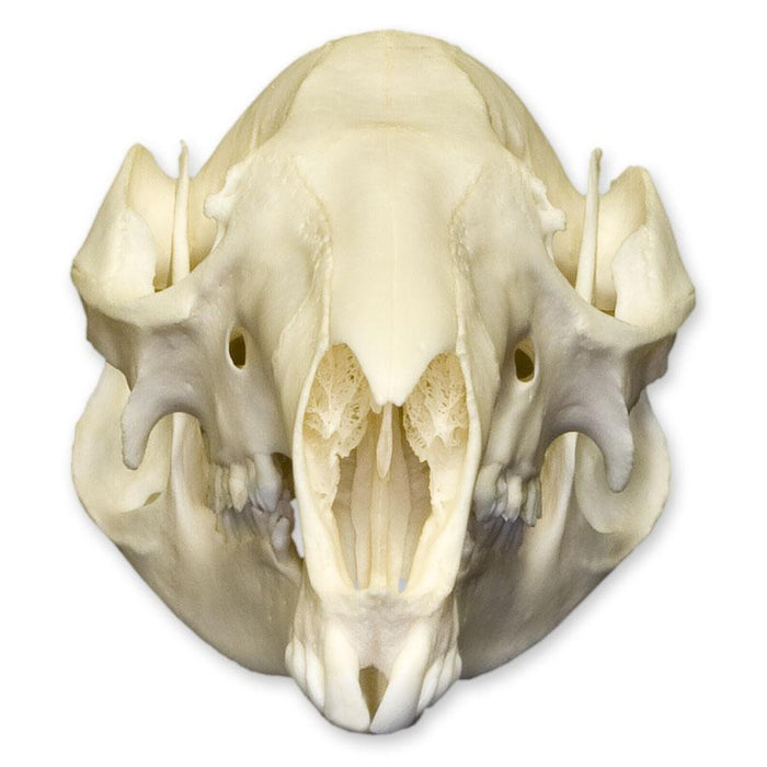 Real Red-necked Wallaby Skull