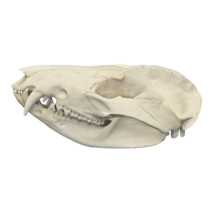 Real American Opossum Skull