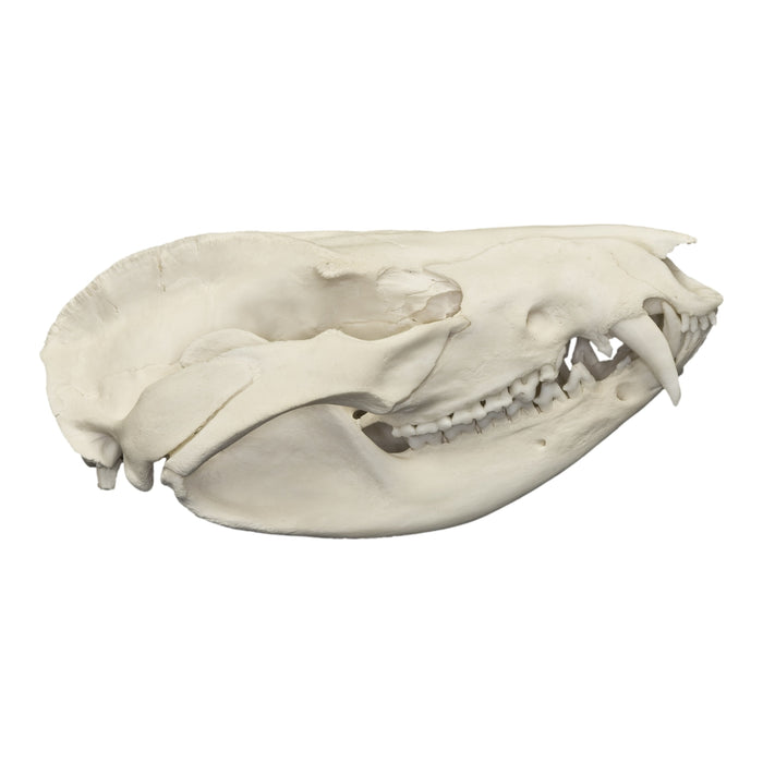 Real American Opossum Skull