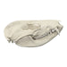 Real American Opossum Skull