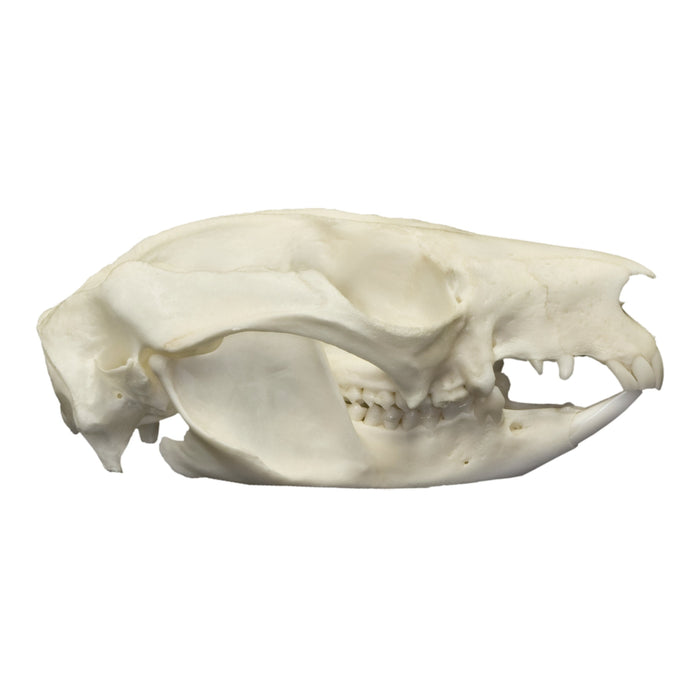 Real Brushtail Possum Skull