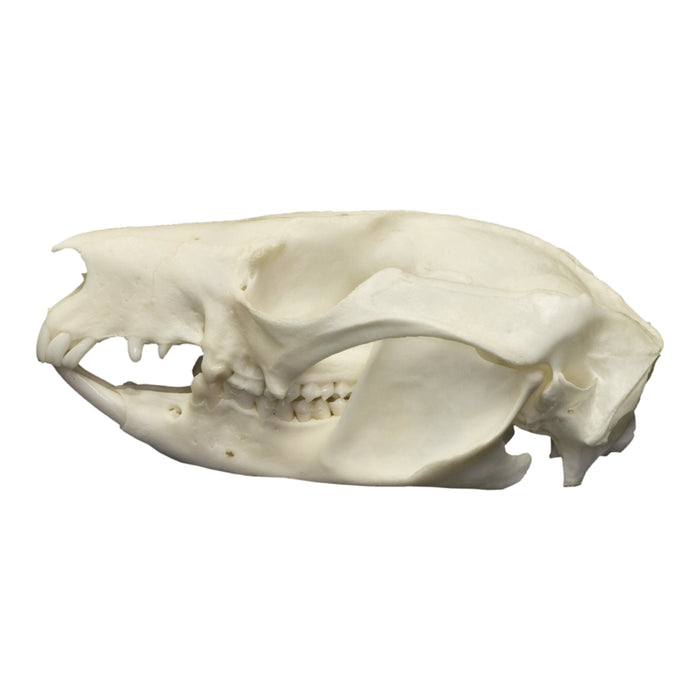 Real Brushtail Possum Skull