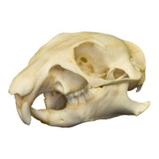 Real Prairie Dog Skull