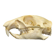 Real Prairie Dog Skull