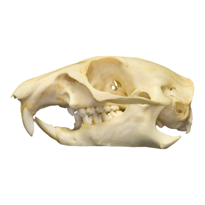 Real Prairie Dog Skull
