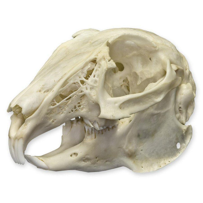 Real Cottontail Rabbit Skull