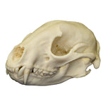 Real Raccoon Skull For Sale — Skulls Unlimited International, Inc.