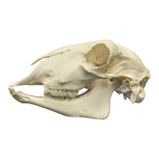 Real Sheep Skull