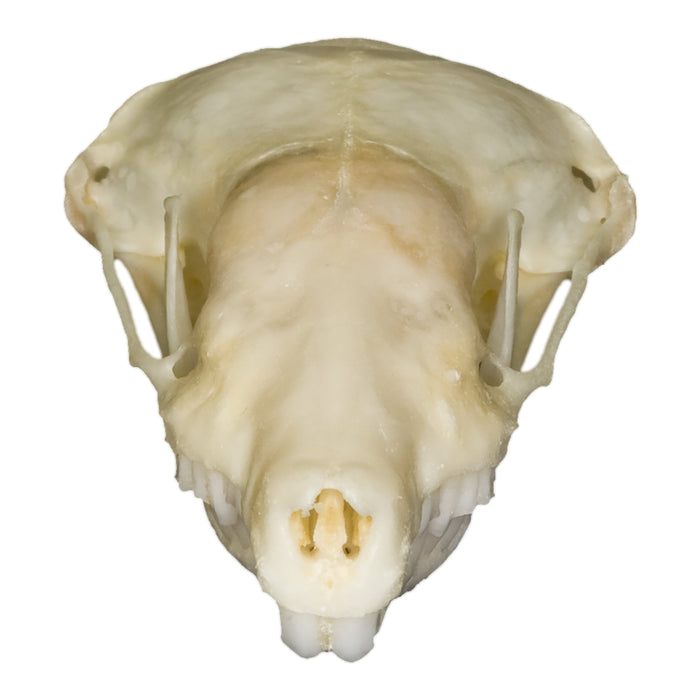 Real Eastern Mole Skull