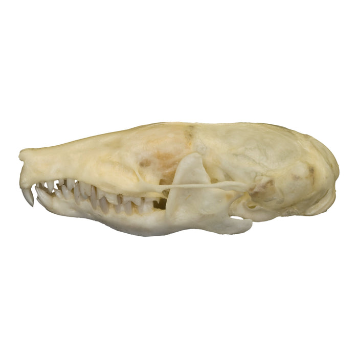 Real Eastern Mole Skull