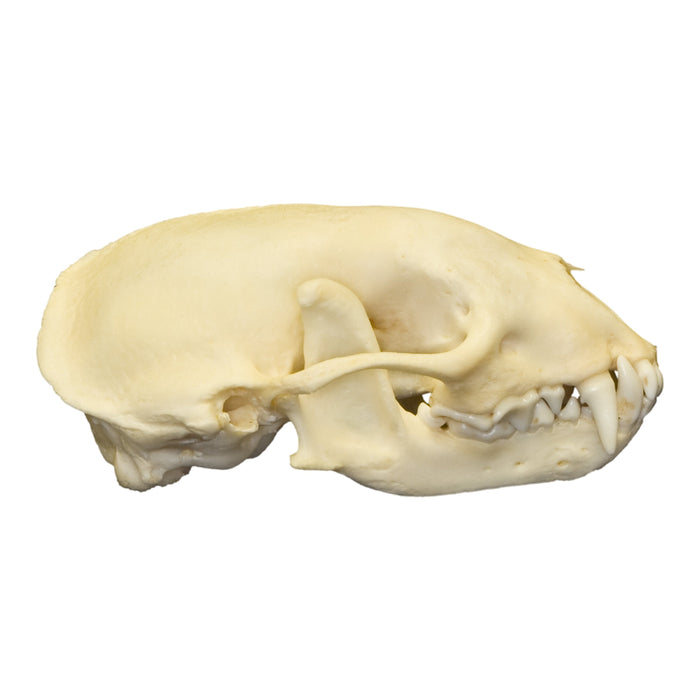 Real Hog-nosed Skunk Skull