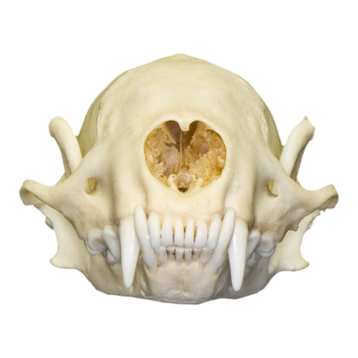 Real Hog-nosed Skunk Skull