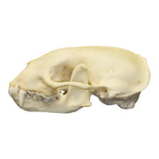 Real Hog-nosed Skunk Skull