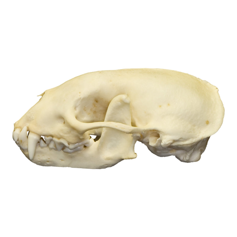 Real Hog-nosed Skunk Skull