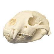 Real Wolverine Skull