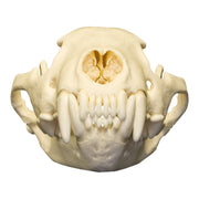 Real Wolverine Skull