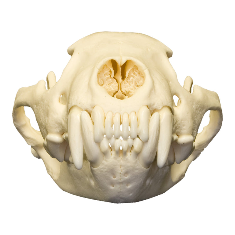Real Wolverine Skull
