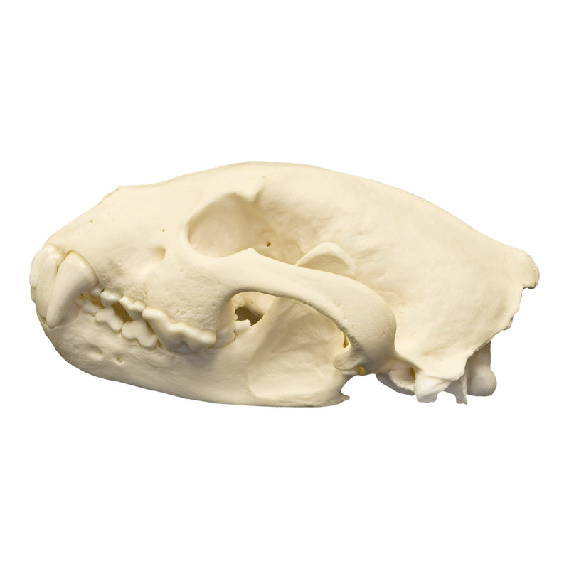 Real Wolverine Skull