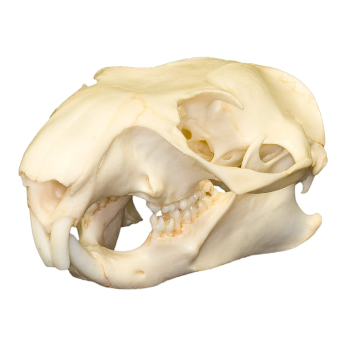 Real Woodchuck / Groundhog Skull