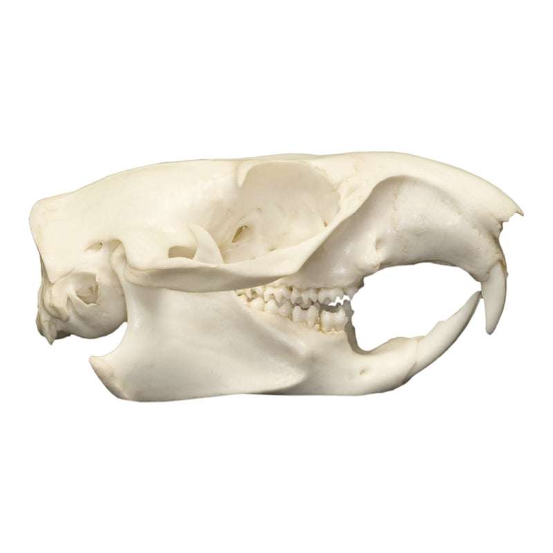 Real Woodchuck / Groundhog Skull