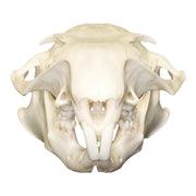 Real Woodchuck / Groundhog Skull