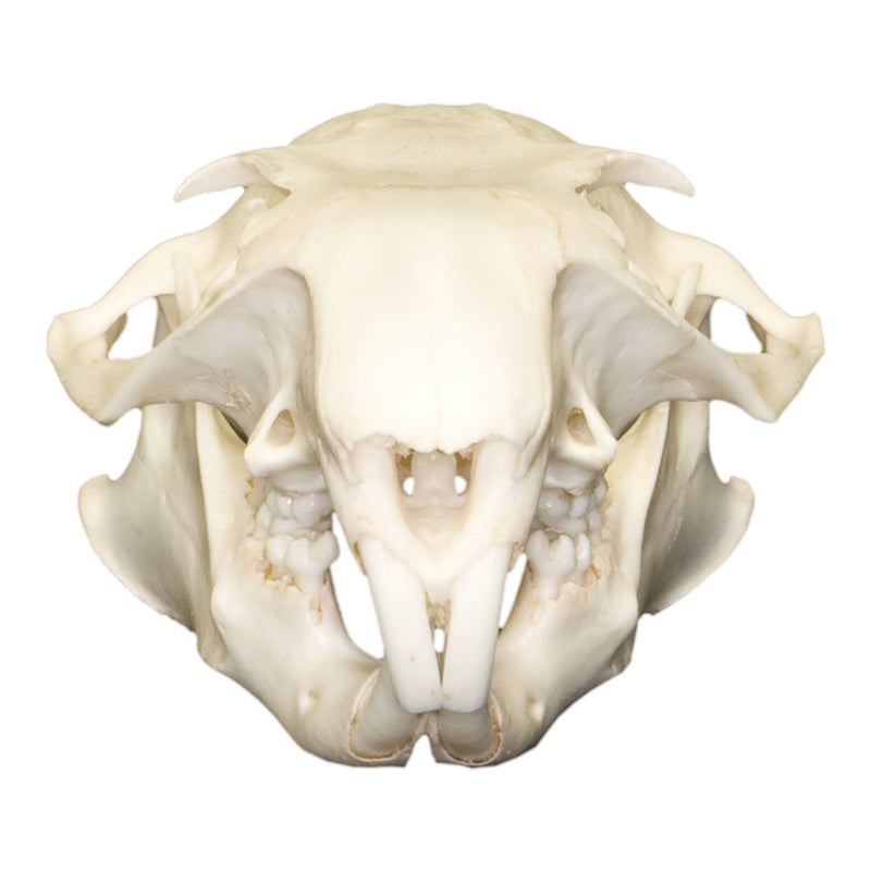 Real Woodchuck / Groundhog Skull