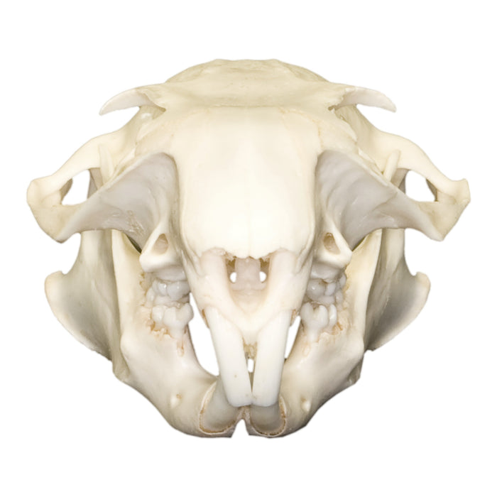 Real Woodchuck Skull