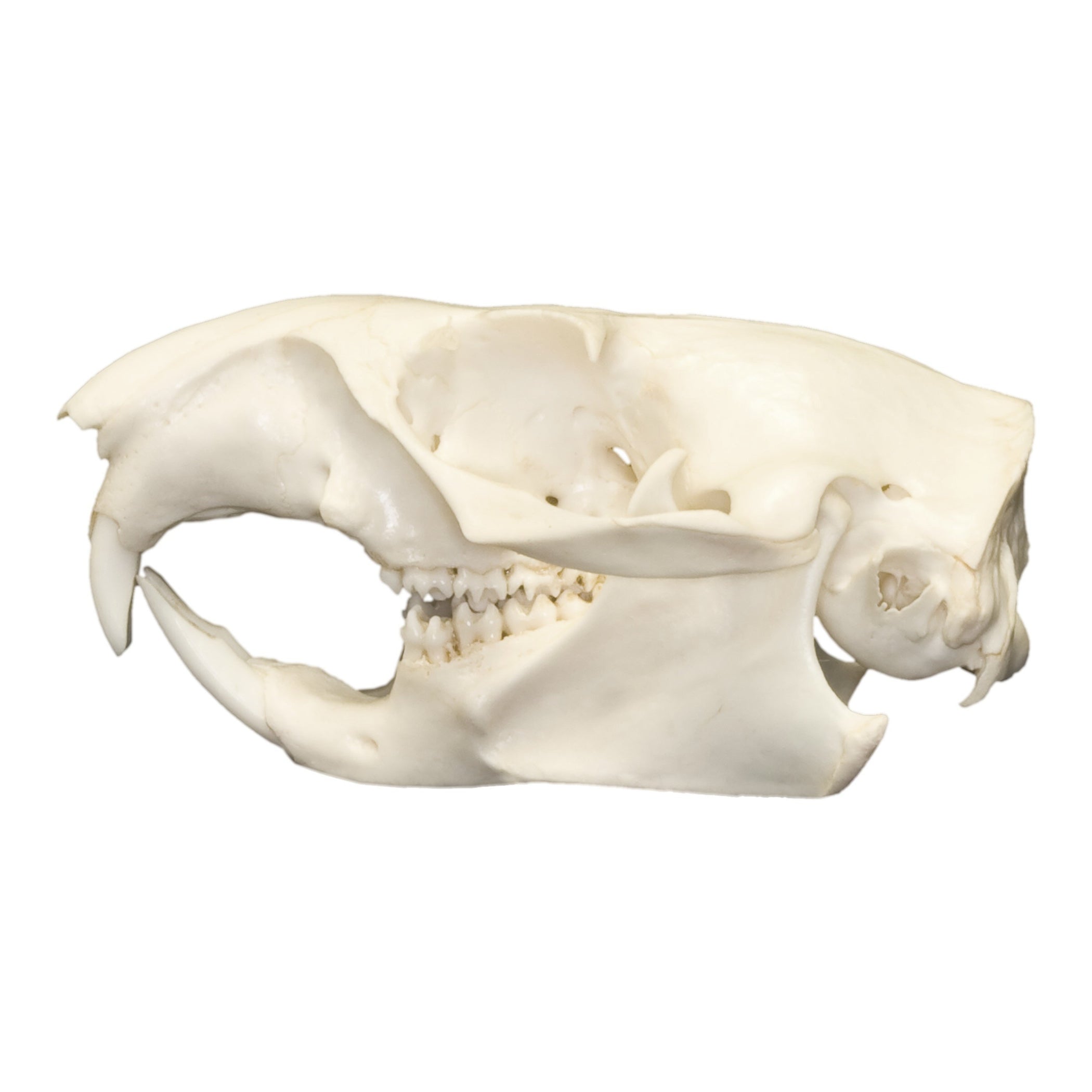 Real Woodchuck / Groundhog Skull For Sale — Skulls Unlimited
