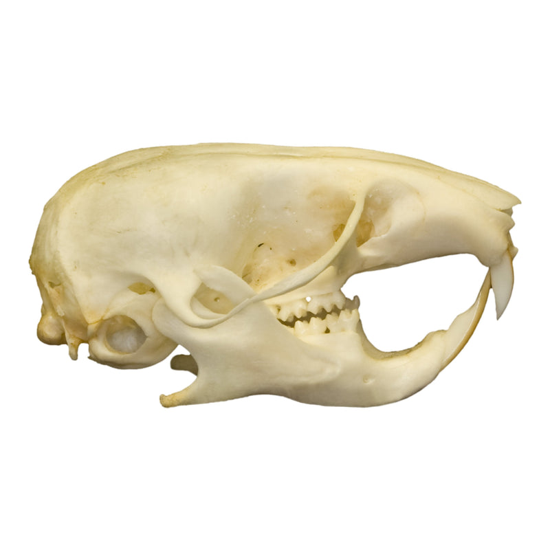 Real Hamster Skull
