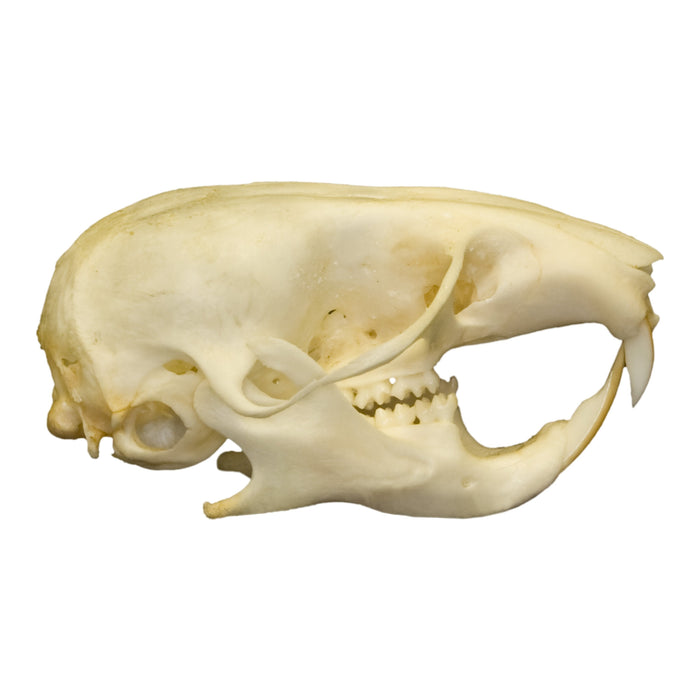 Real Hamster Skull