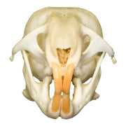 Real Hamster Skull