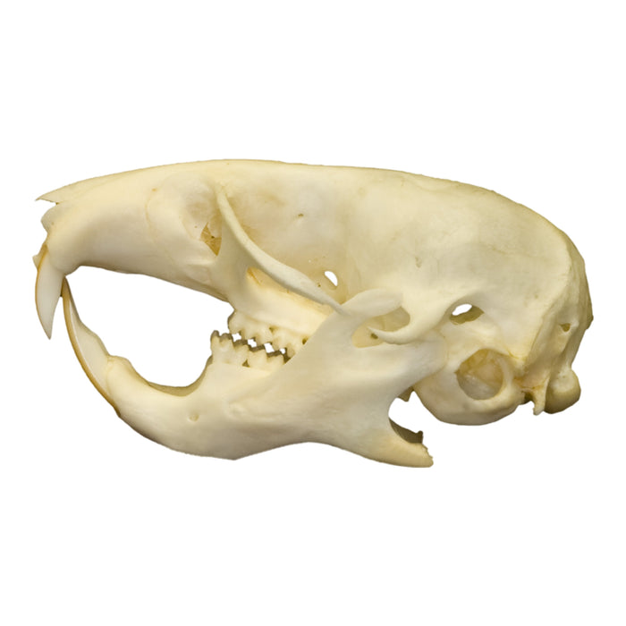 Real Hamster Skull