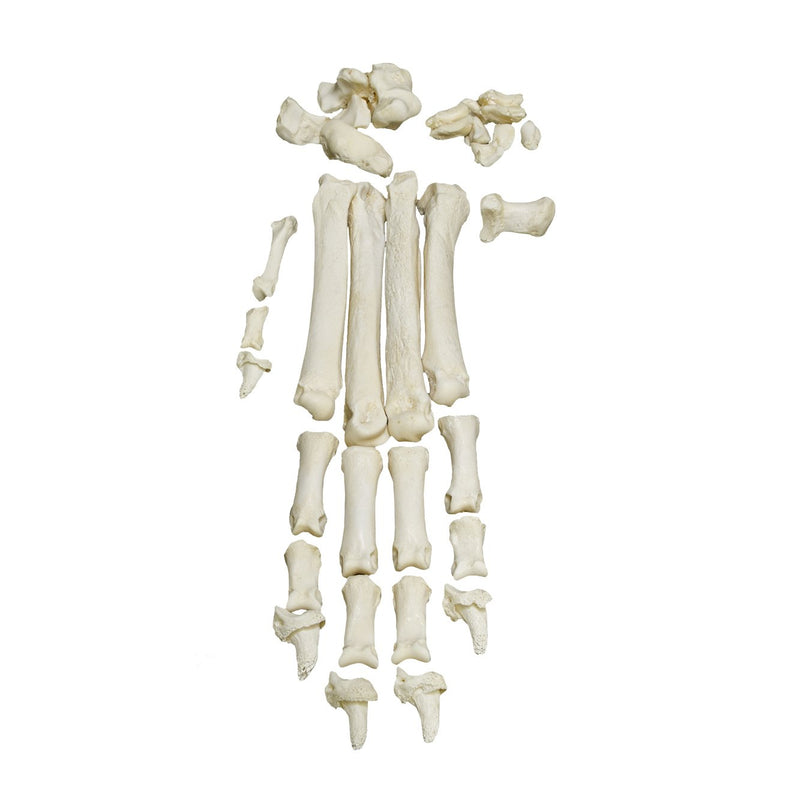 Real Domestic Dog Foot