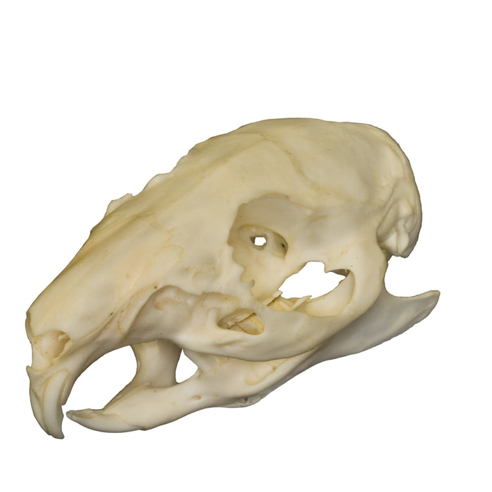 Real Guinea Pig Skull
