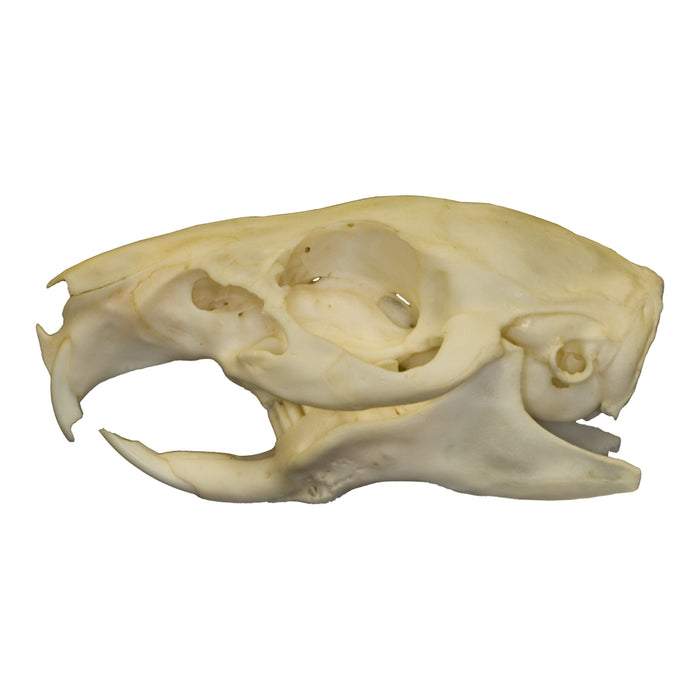 Real Guinea Pig Skull