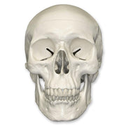Replica Human Skull Standard
