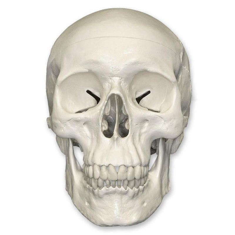 Replica Human Skull Standard