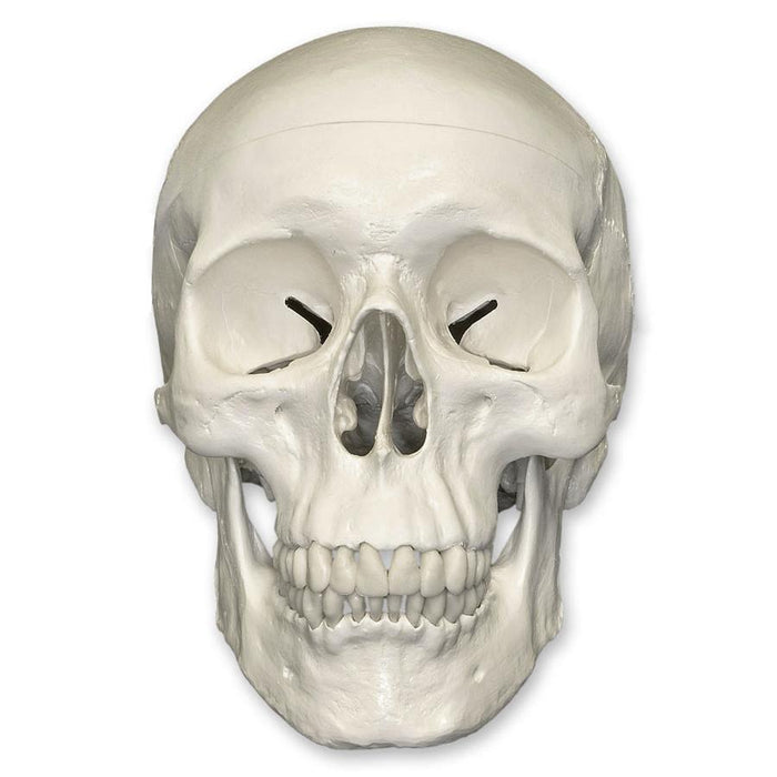Replica Human Skull Standard