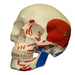 Replica Human Skull with Muscles
