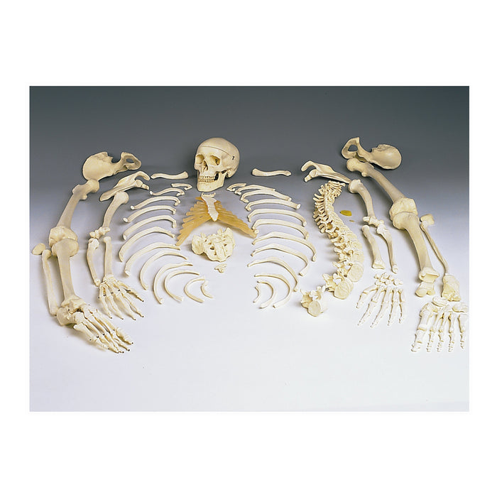 Replica Disarticulated Human Skeleton