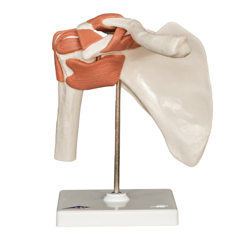 Replica Human Shoulder Joint