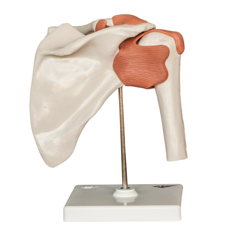 Replica Human Shoulder Joint