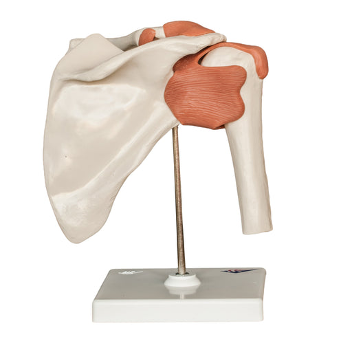 Replica Human Shoulder Joint