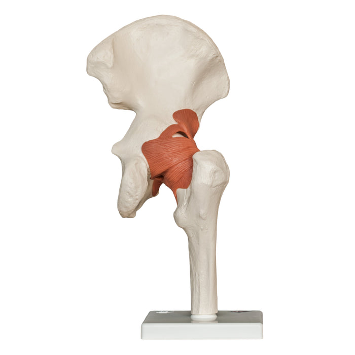 Replica Human Hip Joint